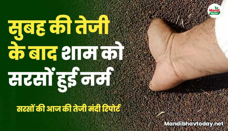 sarso teji mandi report