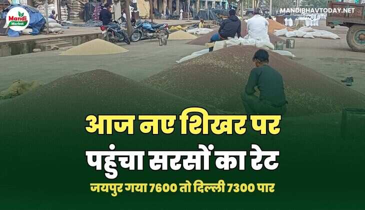 आज नए शिखर पर पहुंचा सरसों का रेट | जयपुर गया 7600 तो दिल्ली 7300 पार