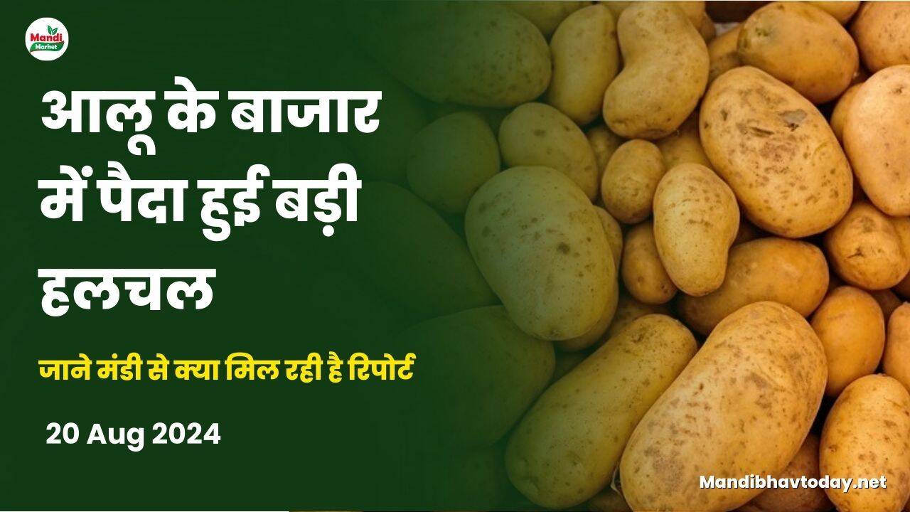 आलू के बाजार में पैदा हुई बड़ी हलचल | जाने मंडी से क्या मिल रही है रिपोर्ट