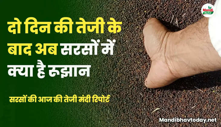 Mustard teji Mandi report