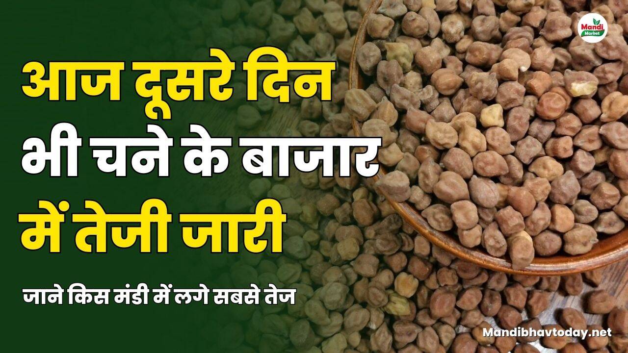 आज दूसरे दिन भी चने के बाजार में तेजी जारी | जाने किस मंडी में लगे सबसे तेज
