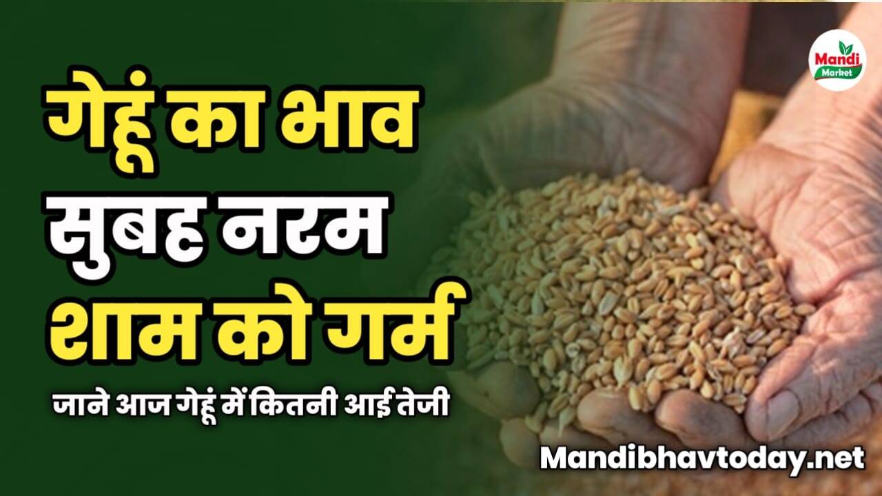 गेहूं का भाव सुबह नरम शाम को गर्म | जाने आज गेहूं में कितनी आई तेजी