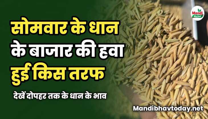 सोमवार के धान के बाजार की हवा हुई किस तरफ | देखें दोपहर तक के धान के भाव