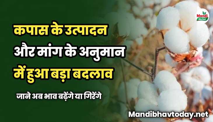 कपास के उत्पादन अनुमान में हुआ बदलाव | जाने अब भाव बढ़ेंगे या गिरेंगे