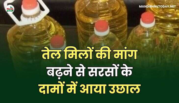 तेल मिलों की मांग बढ़ने से सरसों के दामों में आया उछाल