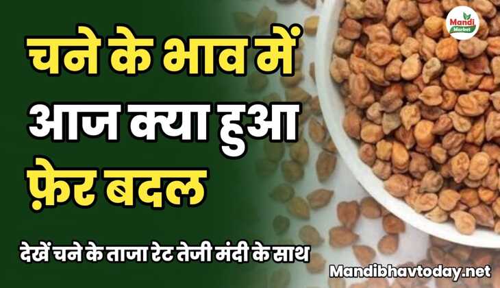 चने के भाव में आज क्या हुआ फ़ेर बदल | देखें चने के ताजा रेट तेजी मंदी के साथ chane ke taja mandi bhav 11 january 2025