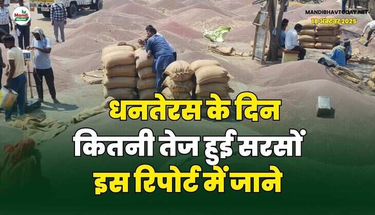 धनतेरस के दिन कितनी तेज हुई सरसों | इस रिपोर्ट में जाने