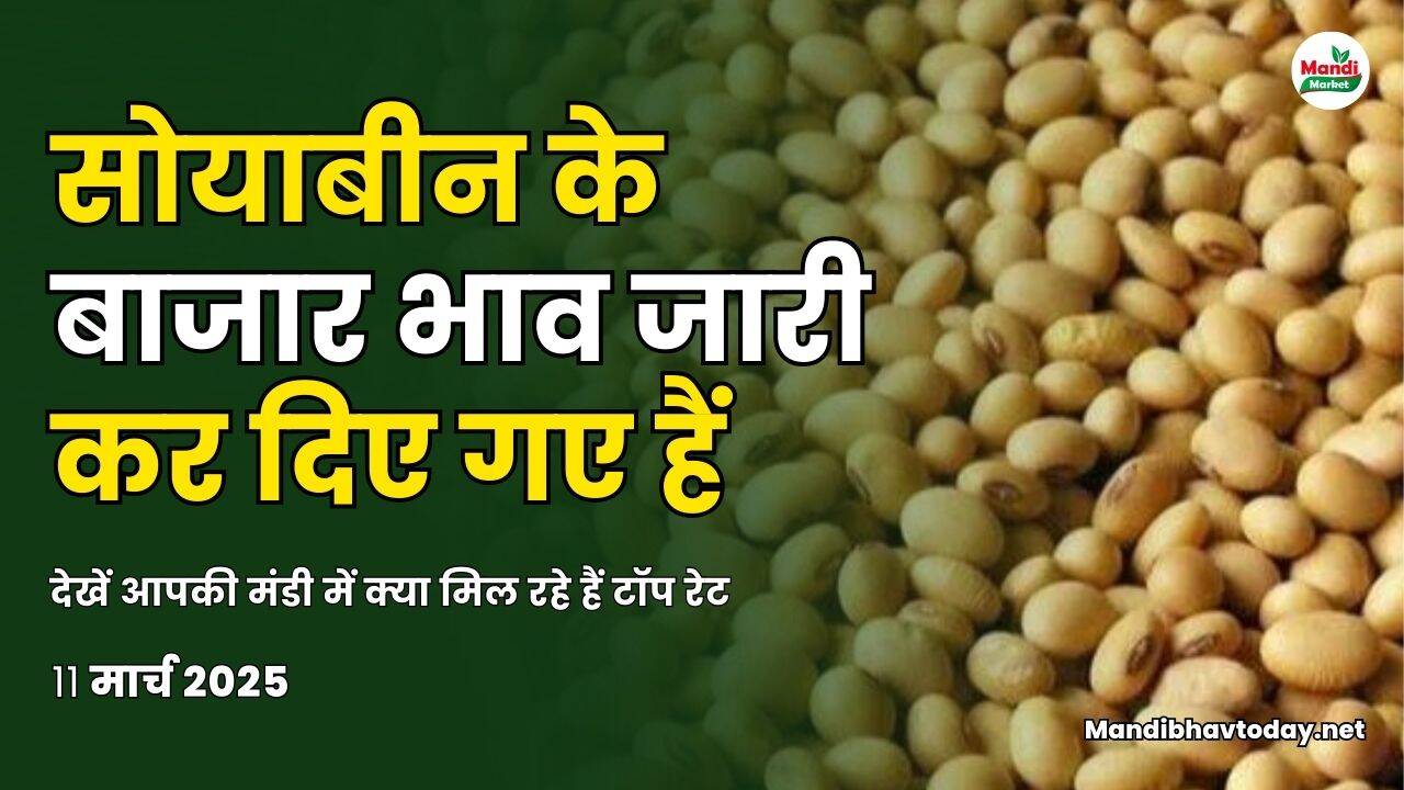 सोयाबीन के बाजार भाव जारी कर दिए गए हैं | देखें आपकी मंडी में क्या मिल रहे हैं टॉप रेट
