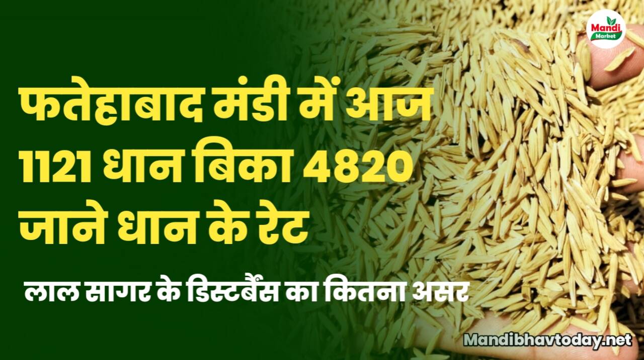 धान के भाव