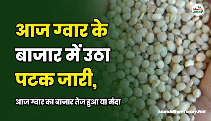 ग्वार के बाजार में उठा पटक जारी। जाने आज ग्वार का बाजार तेज हुआ या मंदी 