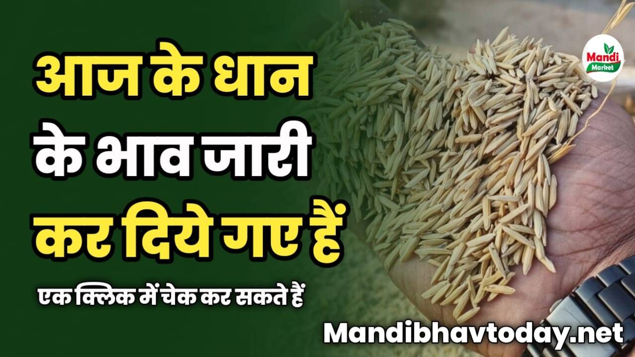 आज के धान के भाव जारी कर दिये गए हैं | एक क्लिक में चेक कर सकते हैं