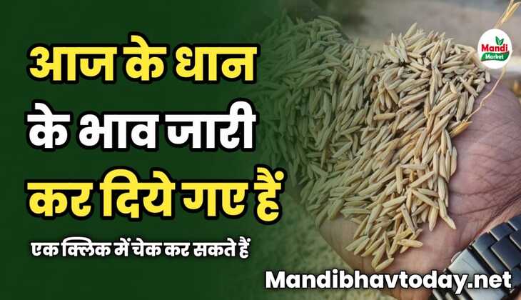 आज के धान के भाव जारी कर दिये गए हैं | एक क्लिक में चेक कर सकते हैं