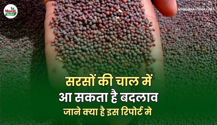 सरसों की चाल में आ सकता है बदलाव | जाने क्या है इस रिपोर्ट मे 