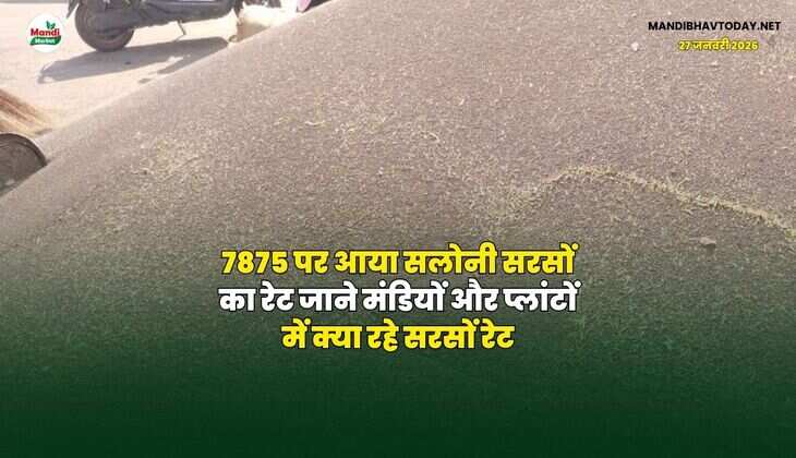 7875 पर आया सलोनी सरसों का रेट | जाने मंडियों और प्लांटों में क्या रहे सरसों रेट