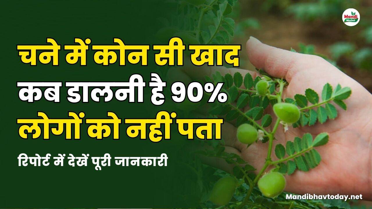 चने में कोन सी खाद कब डालनी है 90% लोगों को नहीं पता | रिपोर्ट में देखें पूरी जानकारी