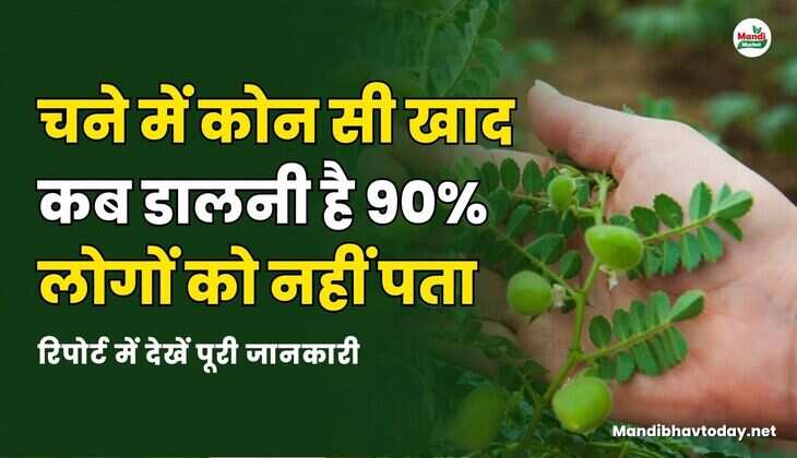 चने में कोन सी खाद कब डालनी है 90% लोगों को नहीं पता | रिपोर्ट में देखें पूरी जानकारी