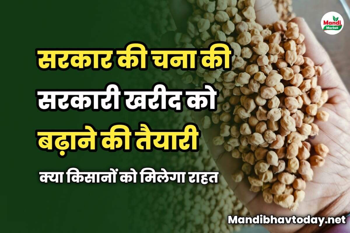 सरकार की चना की सरकारी खरीद को बढ़ाने की तैयारी | क्या किसानों को मिलेगा राहत