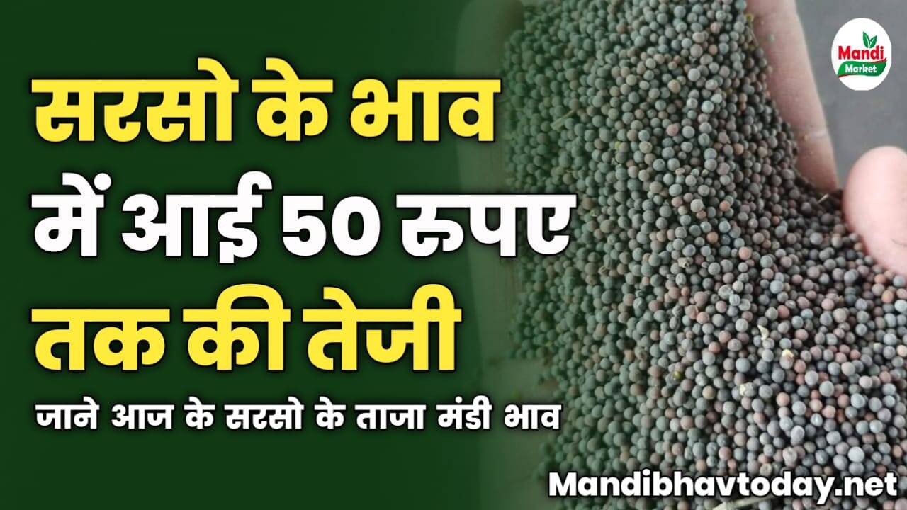 सरसो के भाव में आई 50 रुपए तक की तेजी | जाने आज के सरसो के ताजा मंडी भाव