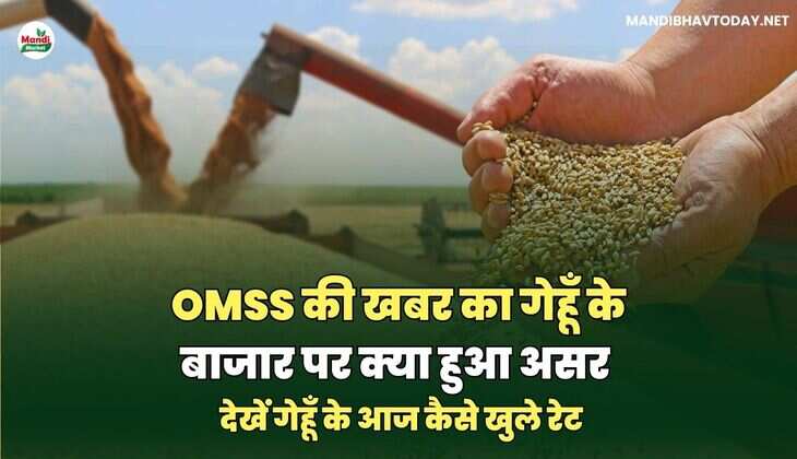 OMSS की खबर का गेहूँ के बाजार पर क्या हुआ असर | देखें गेहूँ के आज&nbsp;कैसे&nbsp;खुले&nbsp;रेट