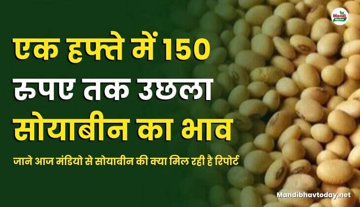 जाने आज मंडियो से सोयाबीन की क्या मिल रही है रिपोर्ट