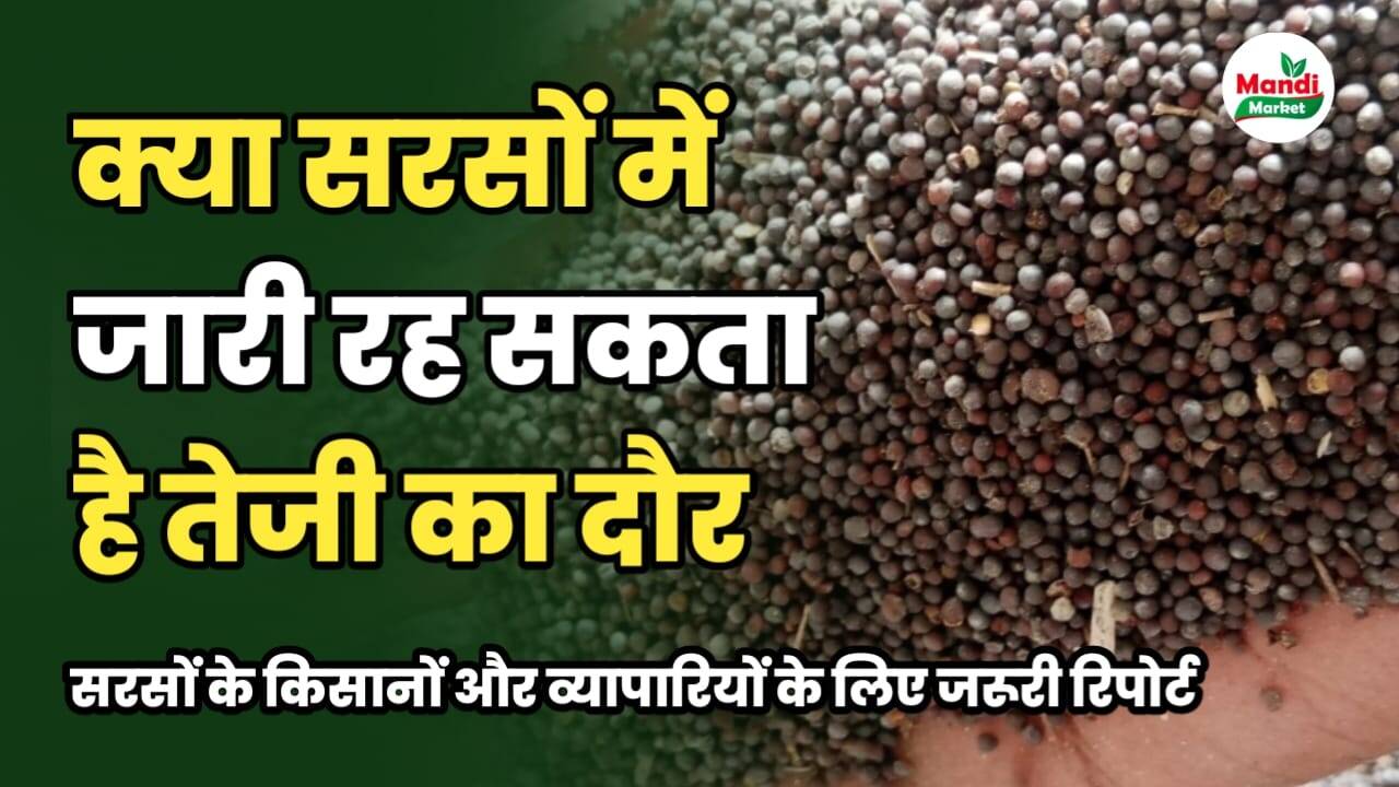 क्या सरसों में जारी रह सकती है पिछले हफ्ते जैसी तेजी | जाने सरसों की साप्ताहिक तेजी मंदी रिपोर्ट में