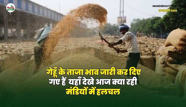 गेहूँ के ताजा भाव जारी कर दिए गए हैं | यहाँ देखे आज क्या रही मंडियों में हलचल