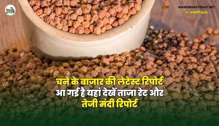 चने के बाजार की लेटेस्ट रिपोर्ट आ गई है | यहां देखें ताजा रेट और तेजी मंदी रिपोर्ट
