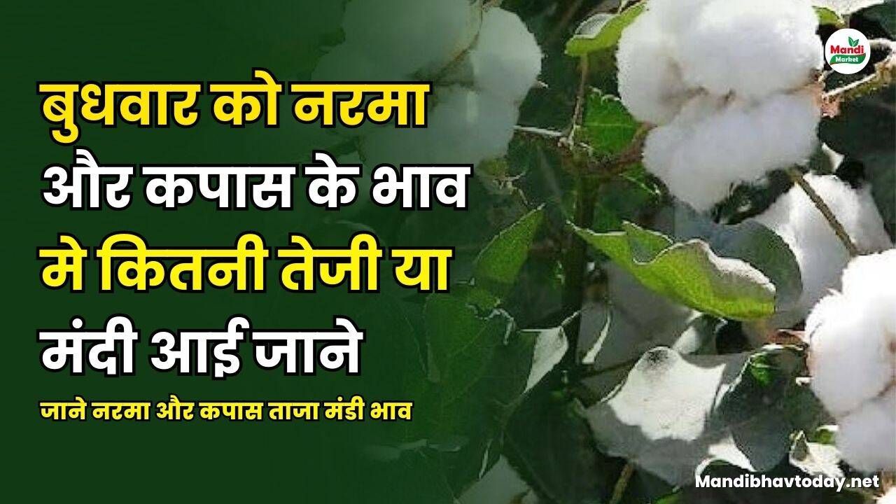 बुधवार को नरमा और कपास के भाव मे कितनी तेजी या मंदी आई | जाने नरमा और कपास ताजा मंडी भाव 26 March 25