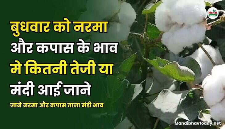 बुधवार को नरमा और कपास के भाव मे कितनी तेजी या मंदी आई  | जाने नरमा और कपास ताजा मंडी भाव 26 March 25 