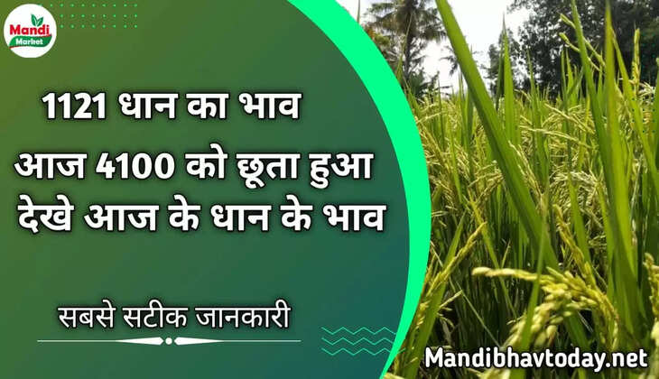 1121 धान का भाव आज 4100 को छूता हुआ देखे आज 02 बजे तक के धन के भाव 27 अक्टूबर 2022 