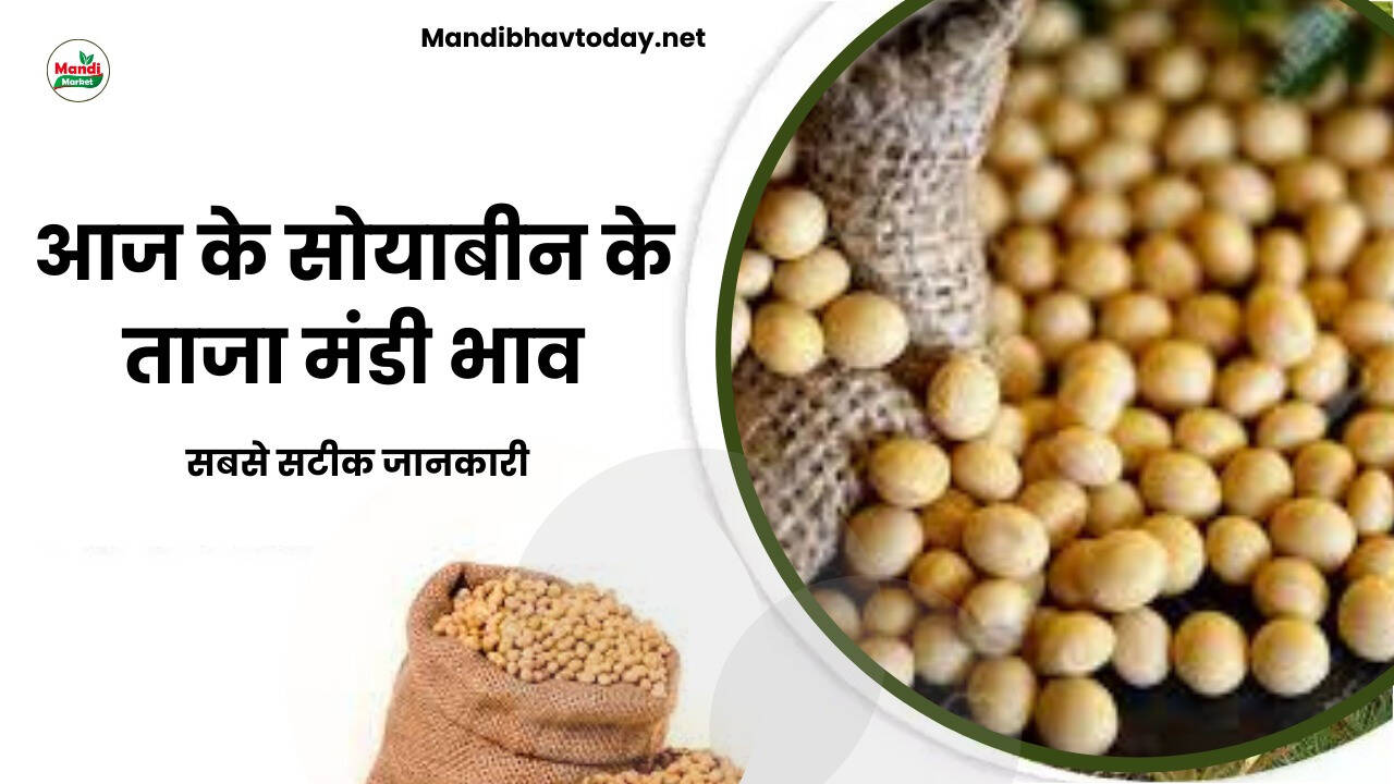 आज के सोयाबीन के ताजा मंडी भाव