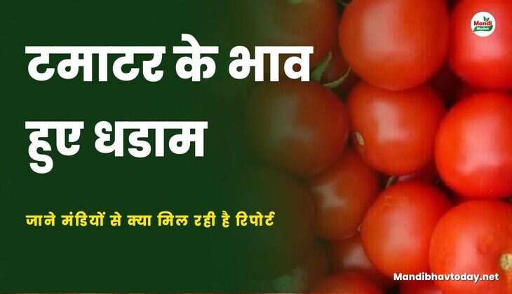टमाटर के भाव हुए धडाम | जाने मंडियों से क्या मिल रही है रिपोर्ट