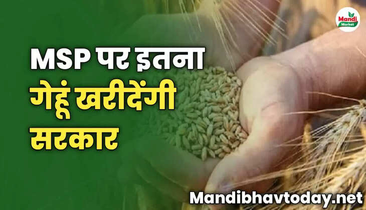 रबी सीज़न में MSP पर इतना गेहूं खरीदेगी सरकार