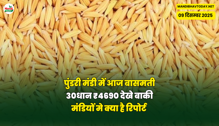 पुंडरी मंडी में आज बासमती 30धान ₹4690। देखे बाकी  मंडियों मे क्या है रिपोर्ट