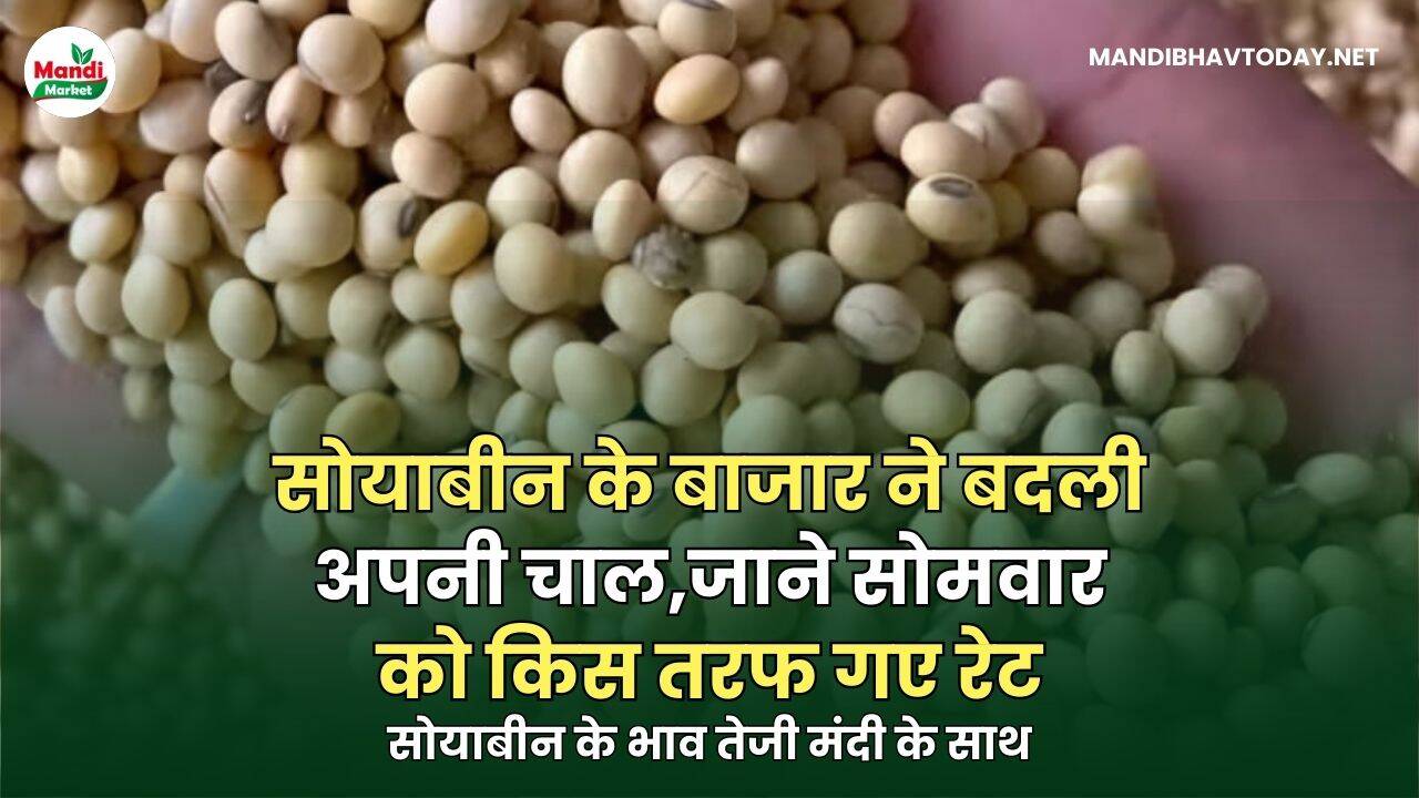 सोयाबीन के बाजार ने बदली अपनी चाल | जाने सोमवार को किस तरफ गए रेट | सोयाबीन के भाव तेजी मंदी के साथ