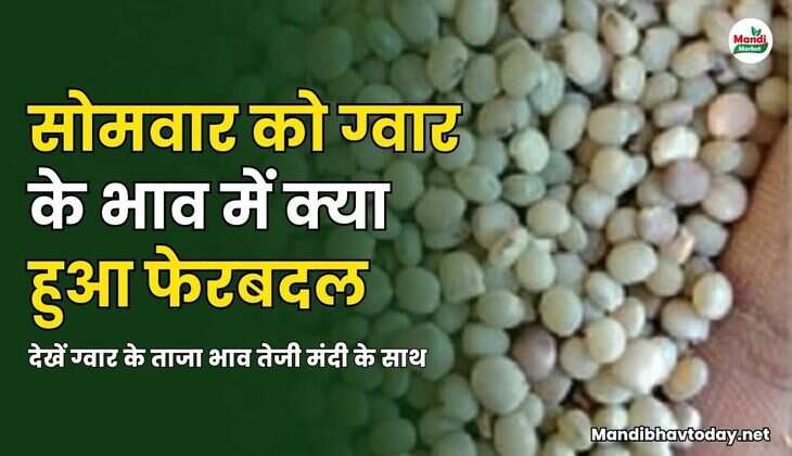 सोमवार को ग्वार के भाव में क्या हुआ फेरबदल | देखें ग्वार के ताजा भाव तेजी मंदी के साथ