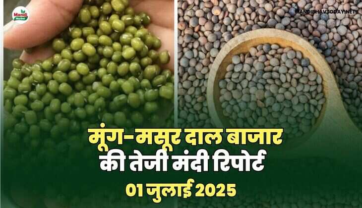 मूंग-मसूर तेजी मंदी रिपोर्ट -01 जुलाई 2025
