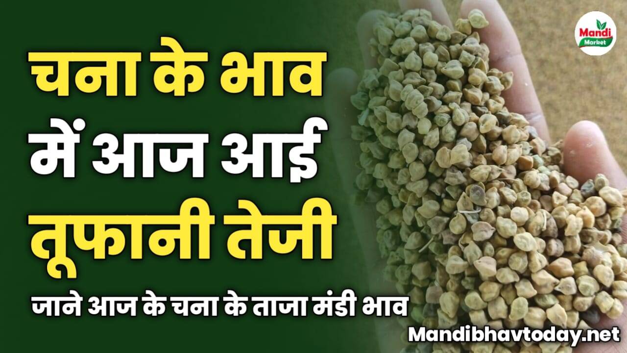 चना के भाव में आज आई तूफानी तेजी | जाने आज के चना के ताजा मंडी भाव