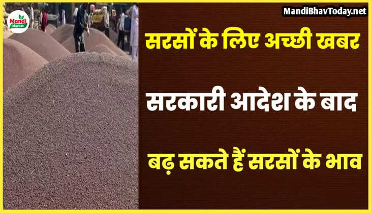 mustard teji mandi report