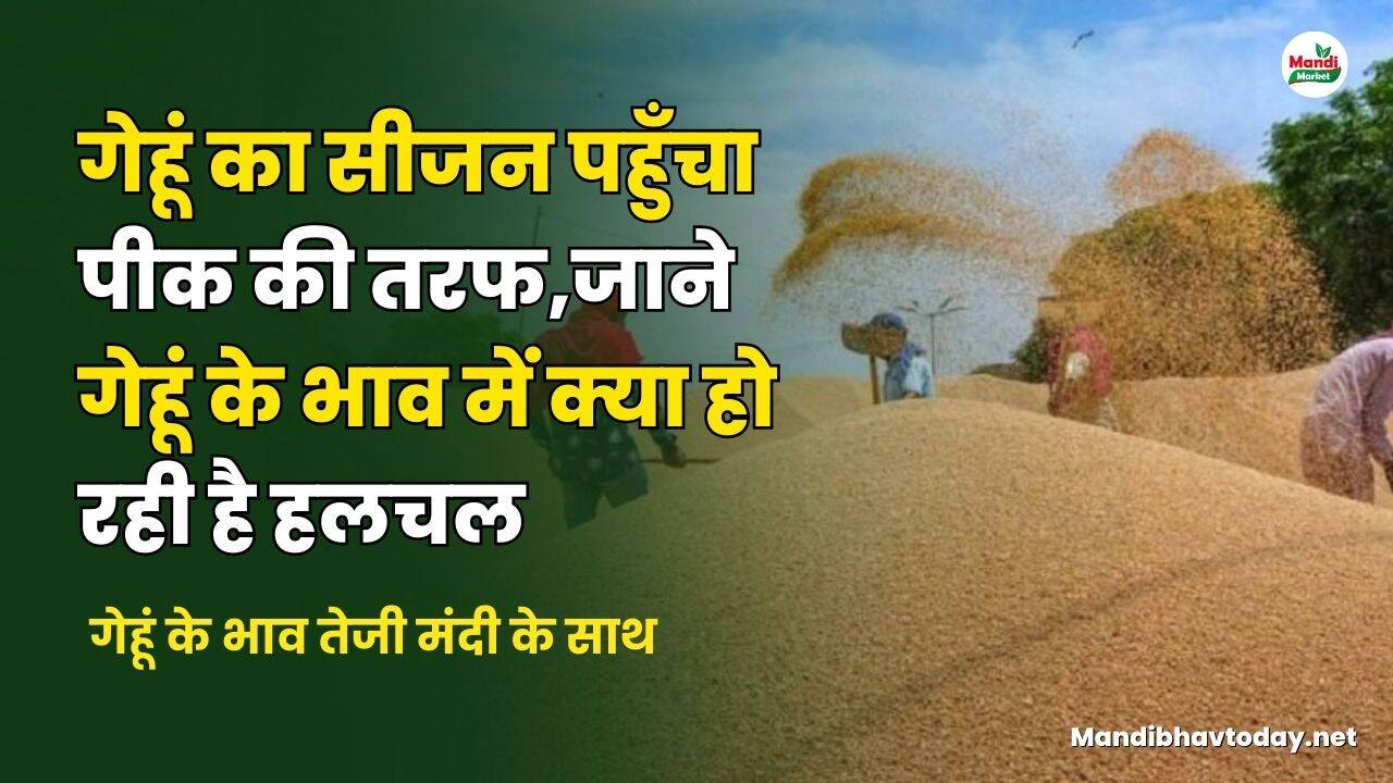  गेहूं के भाव तेजी मंदी के साथ