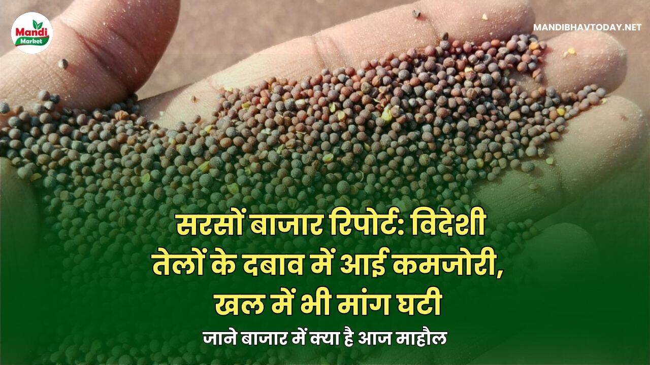 जाने सरसों बाजार में क्या है आज माहौल