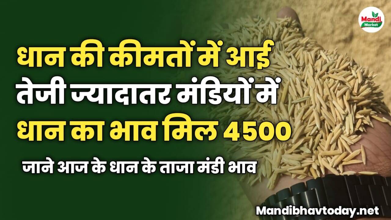 धान की कीमतों में आई तेजी ज्यादातर मंडियों में धान का भाव मिल 4500 | जाने आज के धान के ताजा मंडी भाव