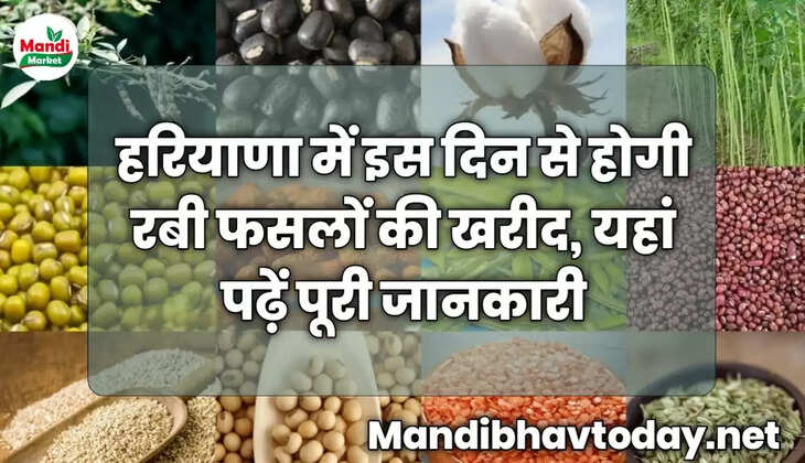 हरियाणा में इस दिन से होगी रबी फसलों की खरीद, यहां पढ़ें पूरी जानकारी