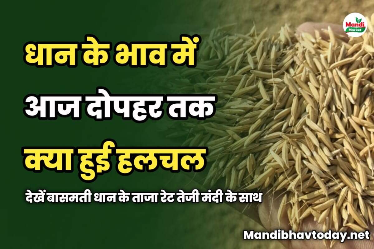 धान के भाव में आज दोपहर तक क्या हुई हलचल | देखें बासमती धान के ताजा रेट तेजी मंदी के साथ | 19 मार्च 2025