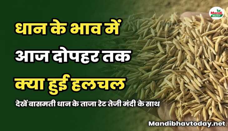 धान के भाव में आज दोपहर तक क्या हुई हलचल | देखें बासमती धान के ताजा रेट तेजी मंदी के साथ | 19 मार्च 2025