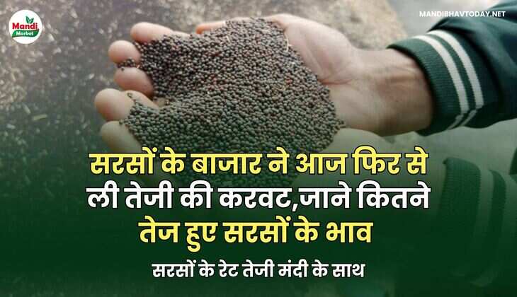 सरसों के बाजार ने आज फिर से ली तेजी की करवट | जाने कितने तेज हुए सरसों के भाव | सरसों के रेट तेजी मंदी के साथ
