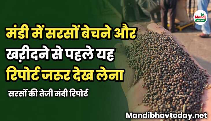 मंडी में सरसों बेचने और खऱीदने से पहले सरसों की यह तेजी मंदी रिपोर्ट जरूर देख लेना