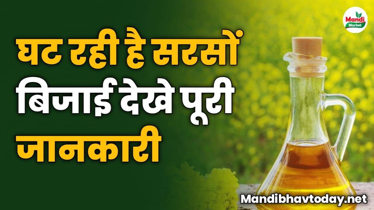घट रही है सरसों बिजाई देखे पूरी जानकारी इस रिपोर्ट मे