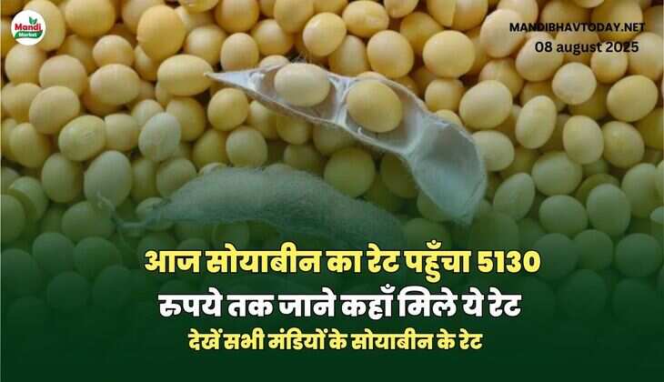 आज सोयाबीन का रेट पहुँचा 5130 रुपये तक जाने कहाँ मिले ये रेट | देखें सभी मंडियों के सोयाबीन के रेट 