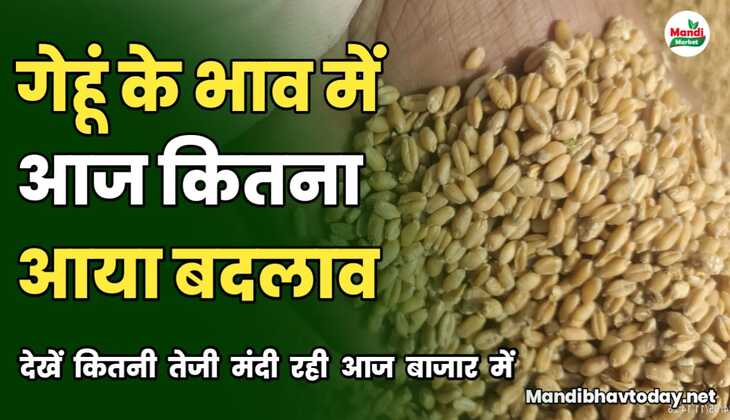 गेहूं के बाजार की रिपोर्ट आ गई है देखे आज क्या भाव रहे बाजार में